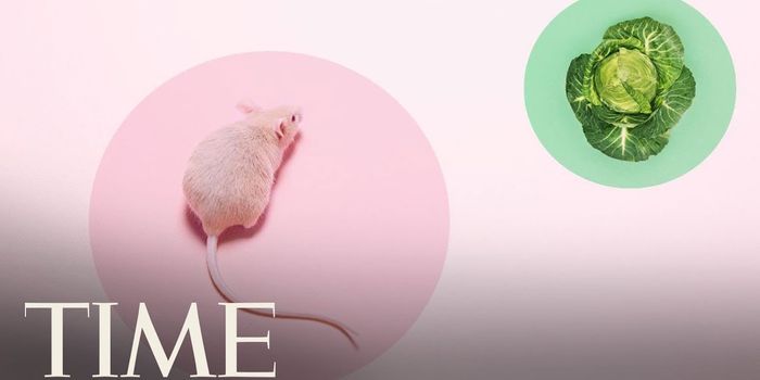 Urban Mice Found to Carry Bacterial Pathogens