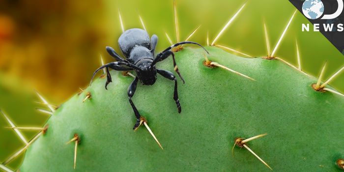 Self-Defense in Plants Involve Smelly Chemicals