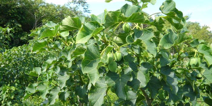 Native shrub could fight undruggable cancer gene