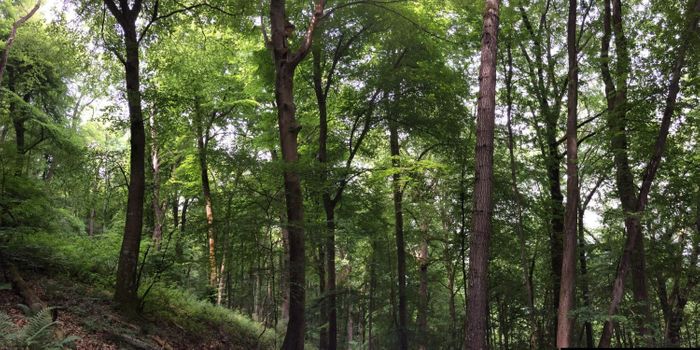 Widespread drought is affecting forests globally