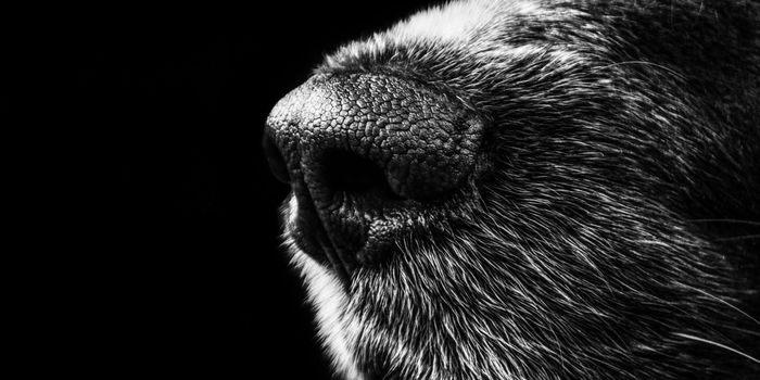 Dogs Could Be Even Better at Detecting Covid-19 Than a PCR Test