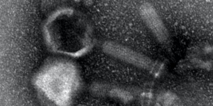 What we can Learn From Viruses that Infect Bacteria