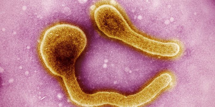 WHO Updates on Ongoing Marburg Disease Outbreak