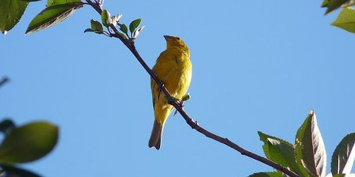 Climate change is killing desert songbirds