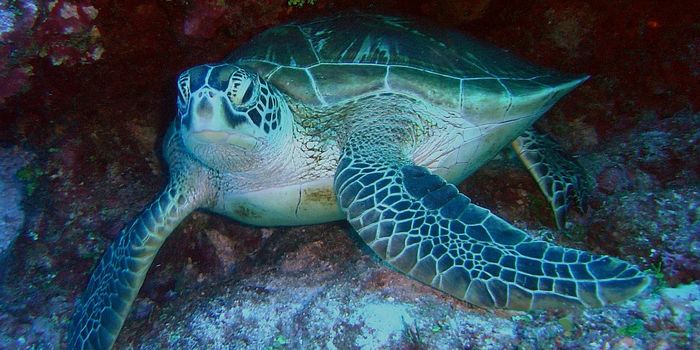 Most Great Barrier Reef-Based Green Sea Turtles Are Female