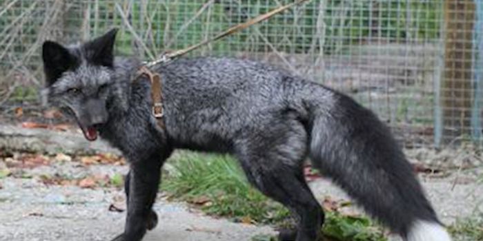 How Genes Changed in Domesticated Foxes