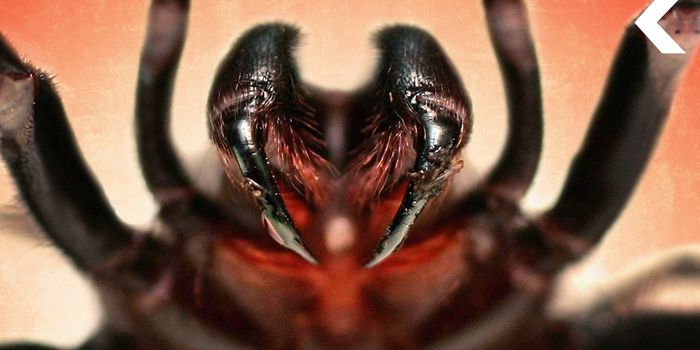 What Cures are Hidden Inside Venoms?