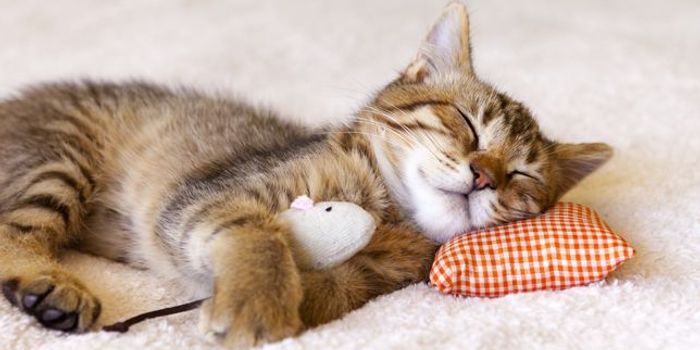 Do all animals need sleep?