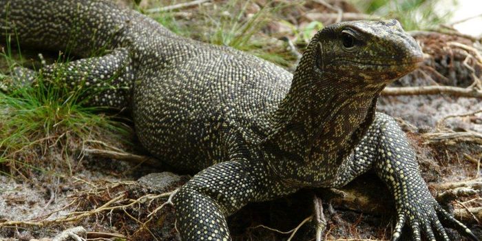 Scientists Train Monitor Lizards to Avoid a Deadly Meal