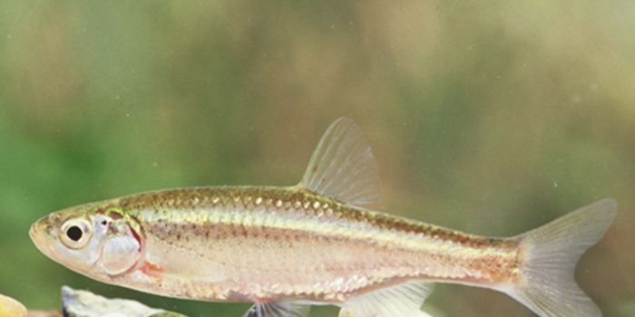 This Fish Exhibited Natural Androgenesis, a First for Vertebrates