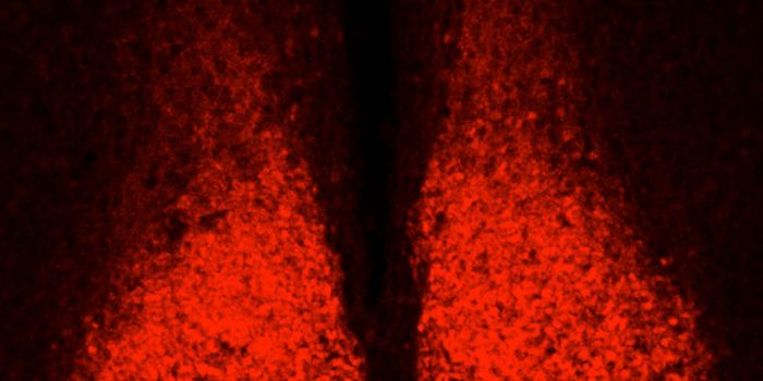 A Conductor of the Circadian Rhythm is Identified