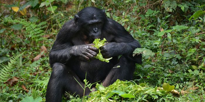 Bonobos Lose Their Appetites in 'Gross' Situations Just Like People