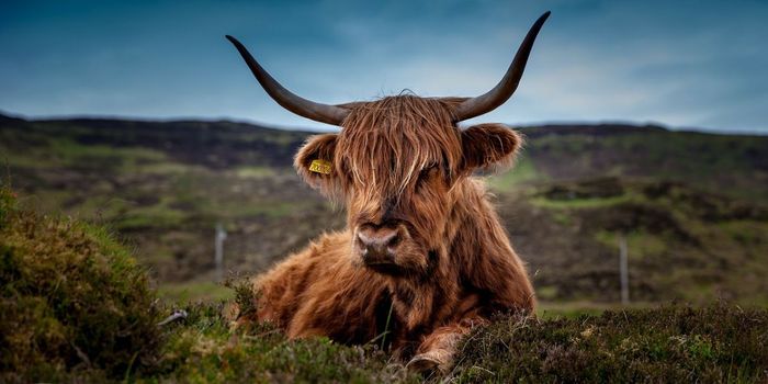 US Cattle Lose Genetic Adaptations to Environment