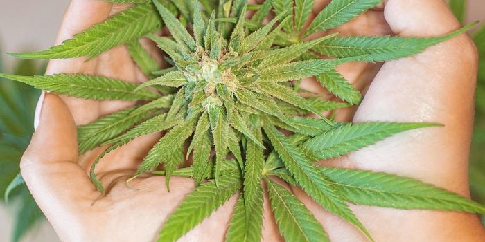 Marijuana Use and Cognitive Development Among Justice-Involved Youth