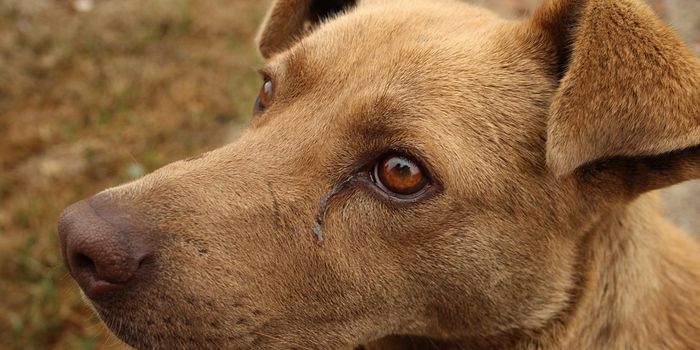 A vaccine to protect your pup from cancer