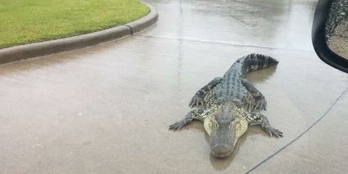 Captive Alligator Escapees Possible as Rising Floodwater Continues in Texas