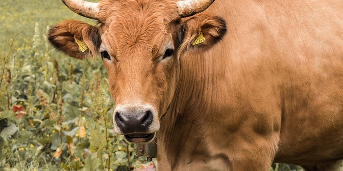 Climate Report Urges Emission Cuts in Brazil's Beef Supply Chain