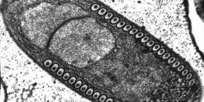 Unicellular Fungi Multiply by Fusing Cells