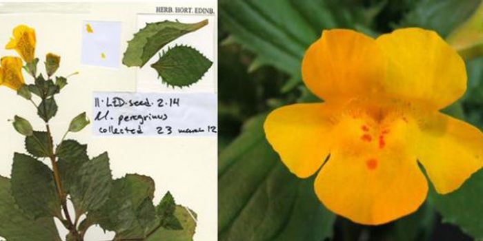 Flowers Are Part of Evolution Too