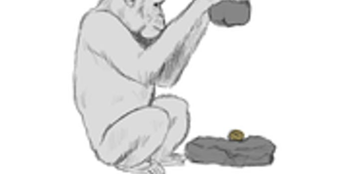 Chimpanzees use different stone tools to open different kinds of nuts