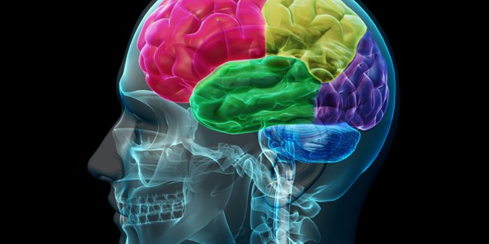 Live Action From the Brain