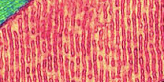 Are Disruptions in Natural Cell Functions to Blame for Chronic Illness?