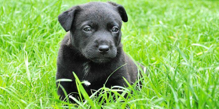 CDC: Puppies are Behind a Bacteria Outbreak