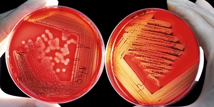 Novel Protein Found, may aid Development of new Antibiotics