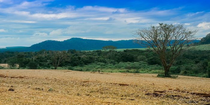 Brazil and COP26 - Deforestation Hypocrisy