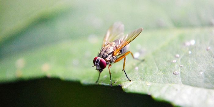 Fruit Flies Lay Fewer Eggs in Response to Bacterial Infection