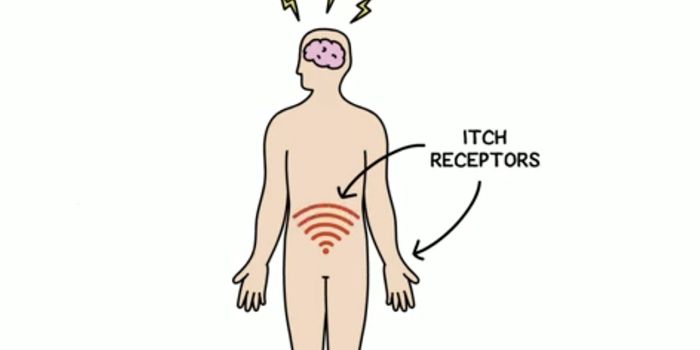 Irritable Bowel Syndrome Gut Pain is Traced Back to Itch Receptors