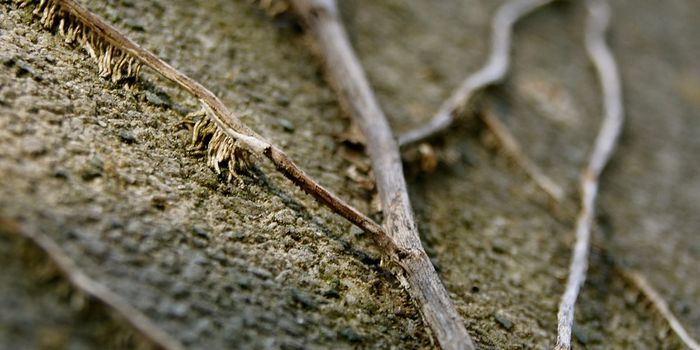 Some Plants Kill Off a Portion of Their Roots to Survive the Cold