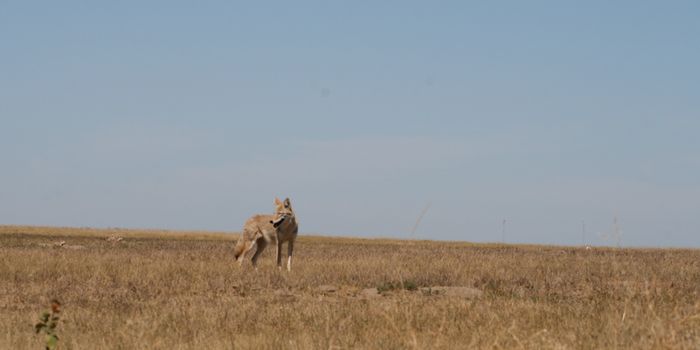 Rising Temps Seem to Limit Vegetation's Access to Water, Reducing Growth