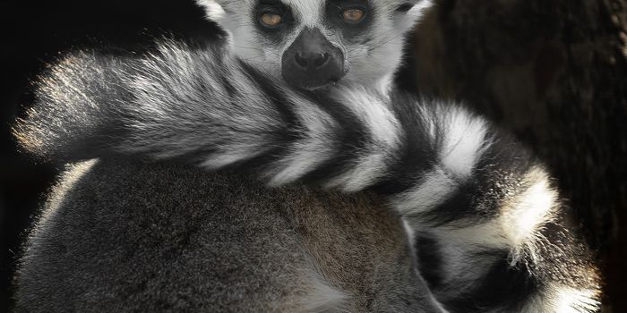Male Ring-Tailed Lemurs Use 'Stink-Flirting' to Impress Females