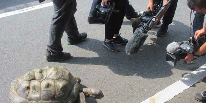 Giant Tortoise Escapee is Returned to Japanese Zoo Safely