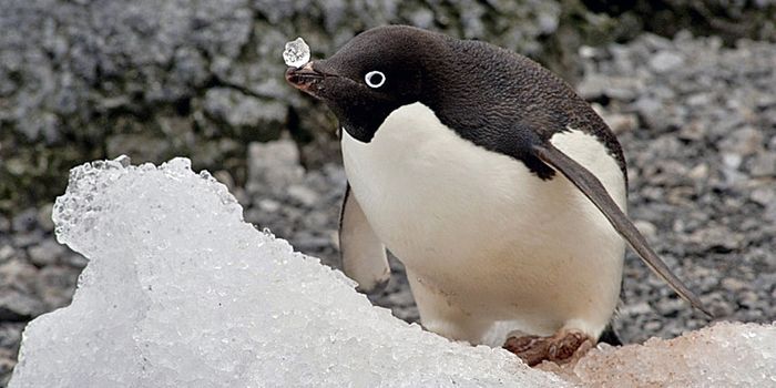 What happens when you find a huge colony of penguins?