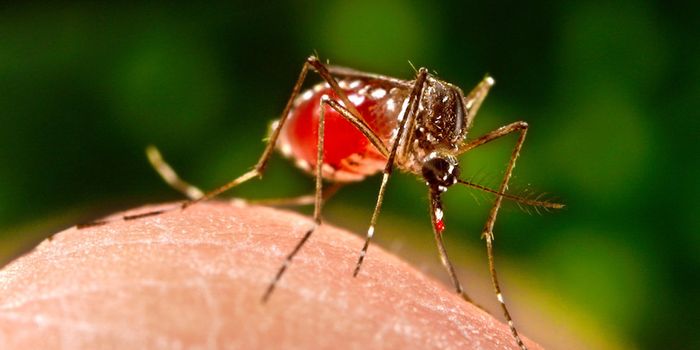 Why Mosquitoes Have a Preference for Human Blood