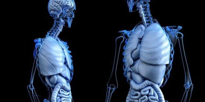 Battle of the Brains: Is Bigger Better?