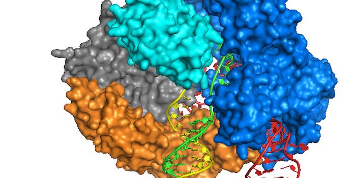 Genetic Mutation in Human Embryo is Successfully Corrected