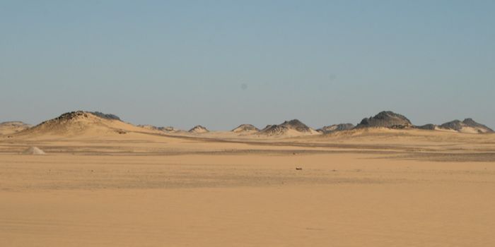 Amphibious Whale Fossil Discovered in Egypt