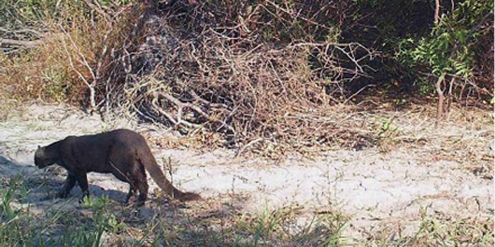 The unsolved mystery of jaguarundis