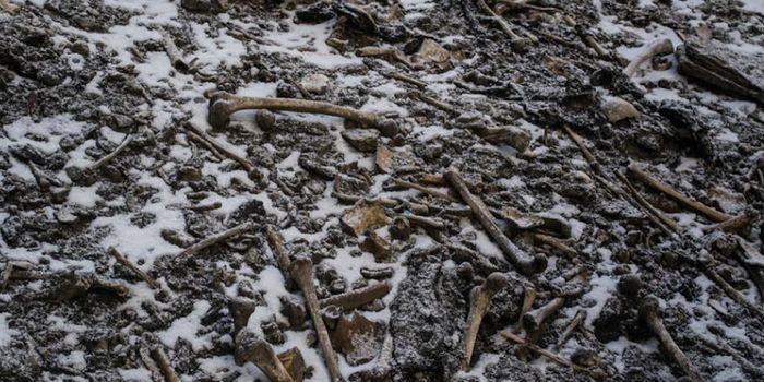 DNA Gives Clues to the Mystery of 'Skeleton' Lake