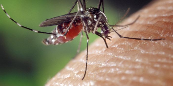 Researchers develop a potent antiviral drug for dengue fever