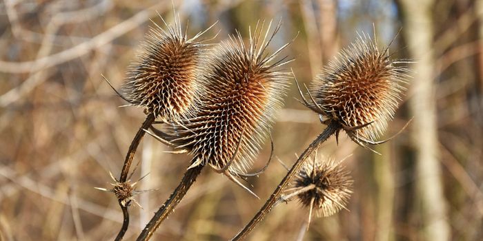 Water-Seeking Plant Roots Defy Gravity in a Drought