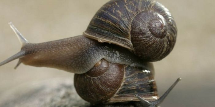 Jeremy the 'Lefty' Snail Dies