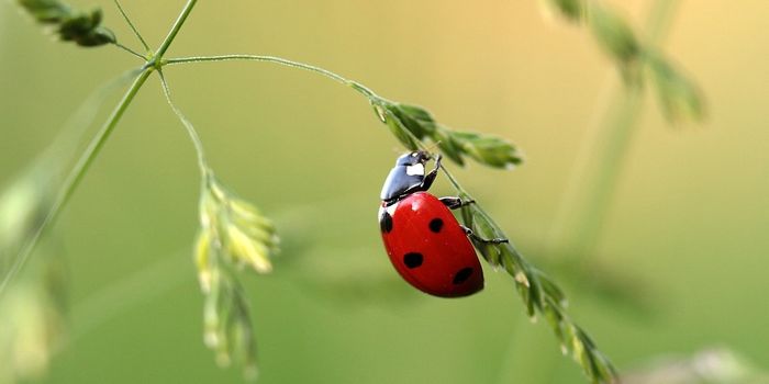 How does a ladybug fold up all its wings?
