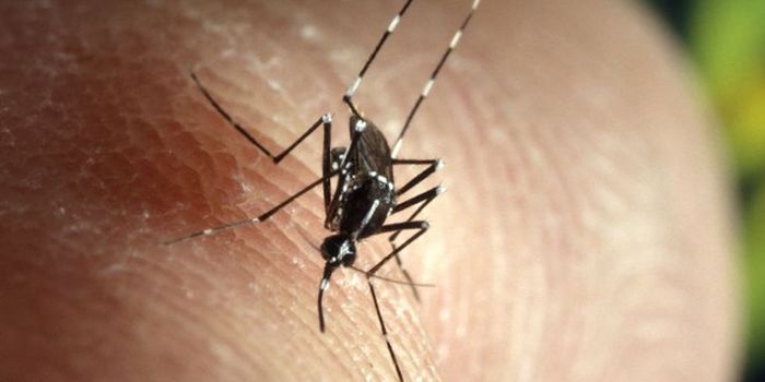 Insulin Can Help Stop the Spread of Viruses by Triggering a Mosquito Immune Pathway
