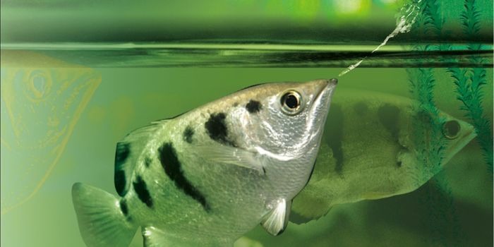 Can Fish Differentiate Between Different Human Faces?