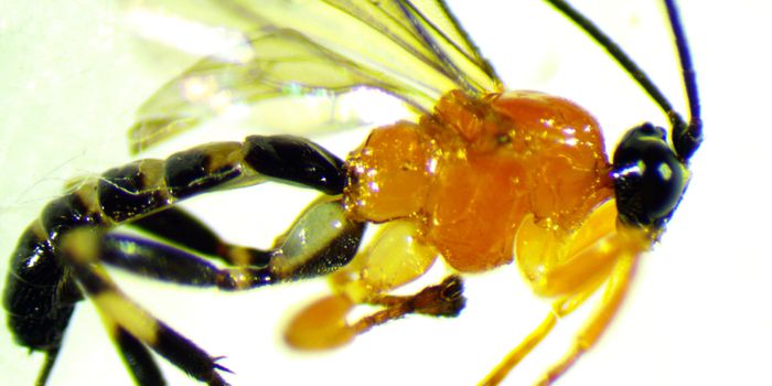 Social Spiders Lose Their Minds After Meeting This Parasitoid Wasp