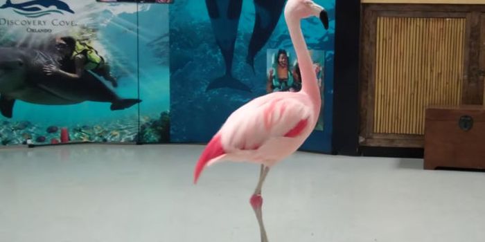 Florida Man Jailed After Lethally Attacking Flamingo at Busch Gardens